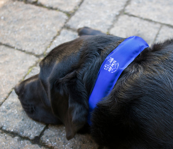 Large Cooling Dog Collar